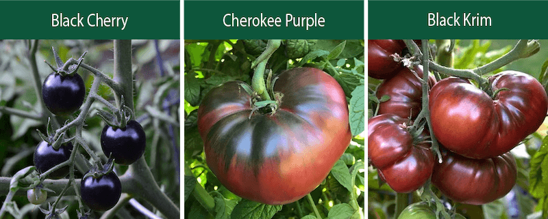 black cherry cherokee purple black krim indeterminate tomatoes